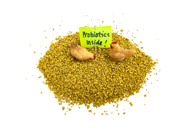 How to Boost Immunity Naturally with the Right Supplements